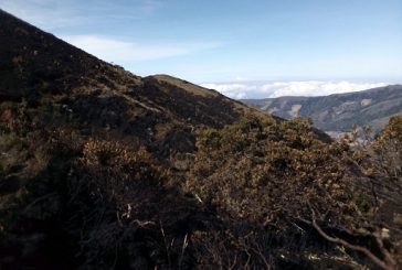 Liquidado incendio forestal en el páramo de Santurbán