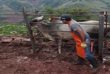 Sin culminar el ciclo de vacunación, Colombia ha logrado una cobertura del 93,5 % contra aftosa