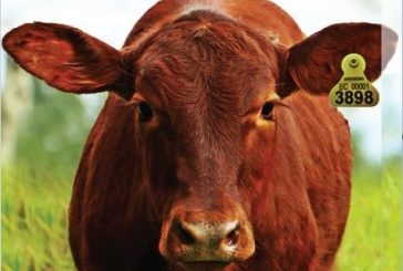 Fedegán e Ica contabilizan en nueve semanas de ciclo, 28,1 millones de bovinos y bufalinos vacunados contra aftosa