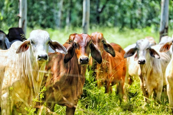 Mejoramiento genético de la ganadería colombiana gracias a alianza entre Almagán y la empresa ABS.