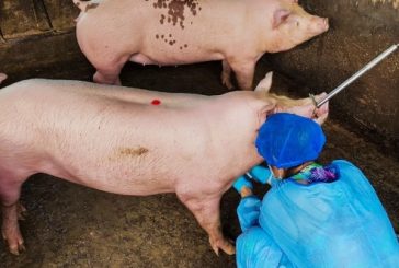 Para evitar el ingreso a Colombia de la peste porcina africana, El ICA extrema las medidas de prevención.