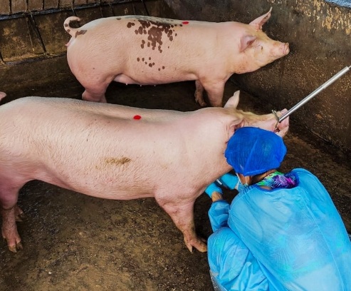 Para evitar el ingreso a Colombia de la peste porcina africana, El ICA extrema las medidas de prevención.