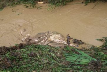 Inundaciones están afectando a ganaderos, alerta de Fedegan en la Mojana.