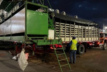 Exportaciones de carne y animales vivos sumaron USD 327,4 millones entre enero y octubre de 2021