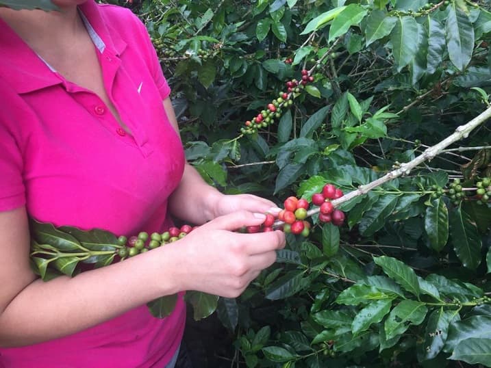 El café que se cultiva y consume en Colombia sería insignia nacional