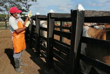 54.652 animales fueron inmunizados en la primera semana del segundo ciclo de vacunación contra la aftosa en Nariño