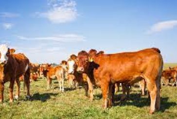 En primer ciclo de la campaña de erradicación de la fiebre aftosa, se han inmunizado 27 millones de bovinos.