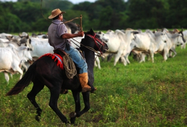 Fedegán invita para este 9 de septiembre a la subasta de ganado semi presencial Cesar y La Guajira
