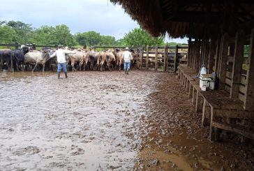 ICA y FEDEGÁN-FNG ya han vacunado el 33 % del hato bovino y bufalino contra aftosa