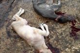 Cuatreros asalta predio rural en Galapa, Atlántico amordazaron a los empleados, mataron terneritos, descuartizaron animales, y se los llevaron en un camión