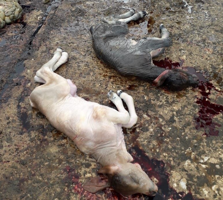 Cuatreros asalta predio rural en Galapa, Atlántico amordazaron a los empleados, mataron terneritos, descuartizaron animales, y se los llevaron en un camión