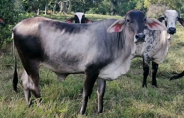 98,9 % del hato bovino y bufalino del país, fue vacunado contra aftosa durante el 2do ciclo de 2022