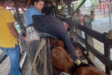 En Córdoba ganaderos lograron vacunar contra la aftosa más de 2 millones de animales