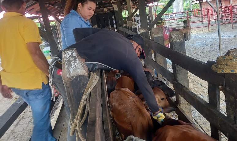 En Córdoba ganaderos lograron vacunar contra la aftosa más de 2 millones de animales